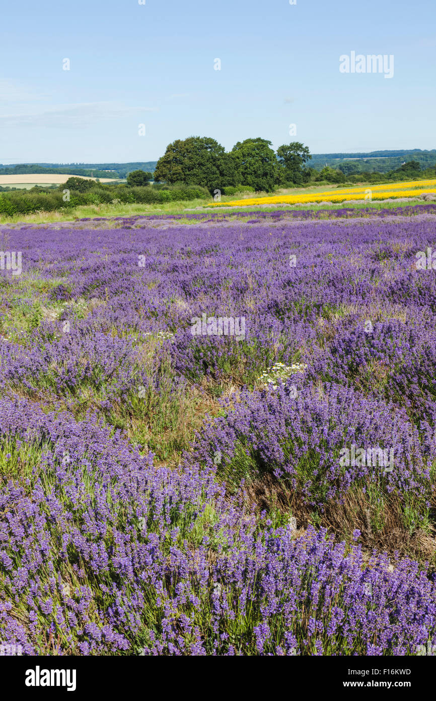 England, Hampshire, Lavender Fields Stock Photo Alamy