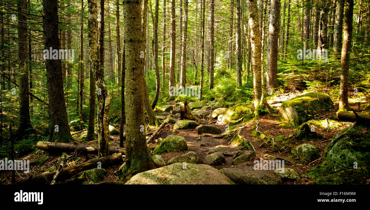 Trail in the woods of New Hampshire. Stock Photo