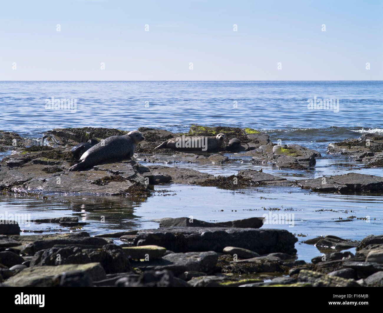 dh Common Harbour seal SEALS UK Pups uk on rocks North Ronaldsay phoca vitulina rock scotland Stock Photo