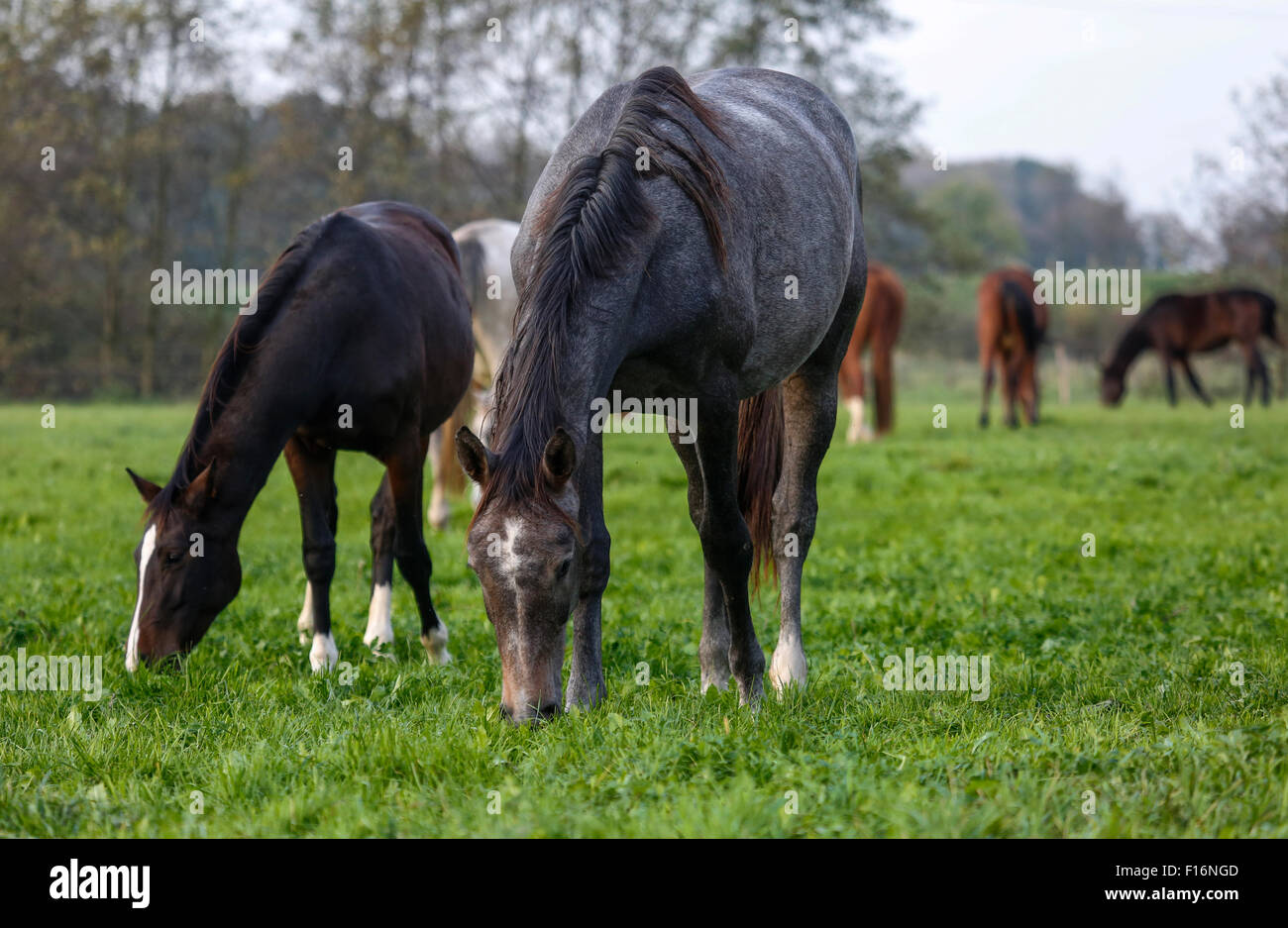 Hamm, Germany, Schimmel grazing in pasture Stock Photo