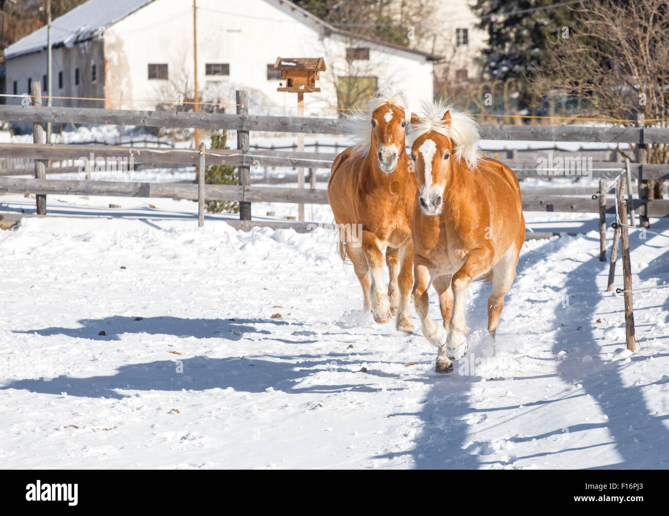 San Candido, Italy, horses galloping across a snowy paddock Stock Photo