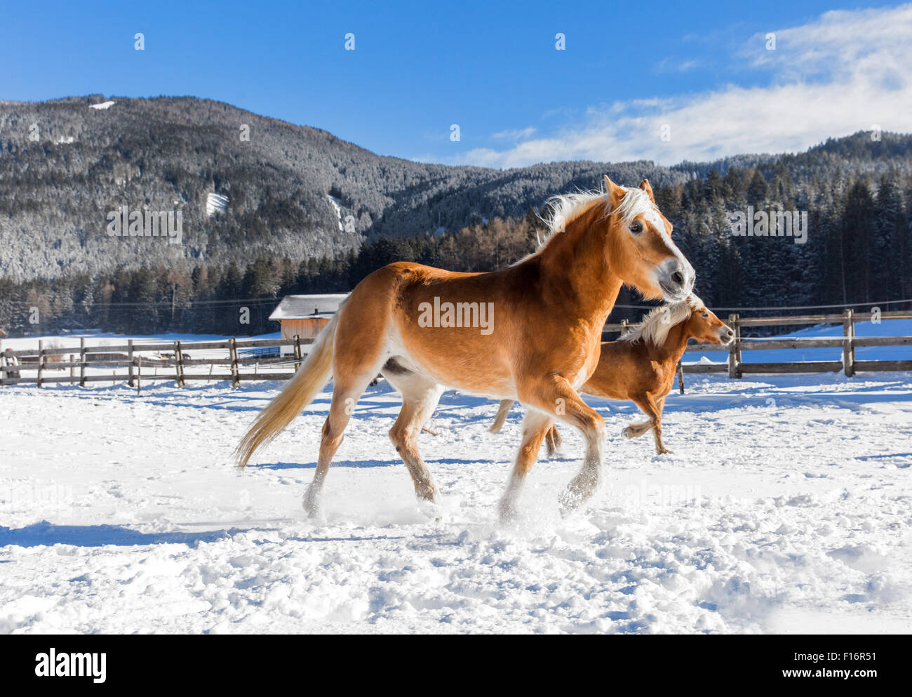 San Candido, Italy, horses galloping across a snowy paddock Stock Photo