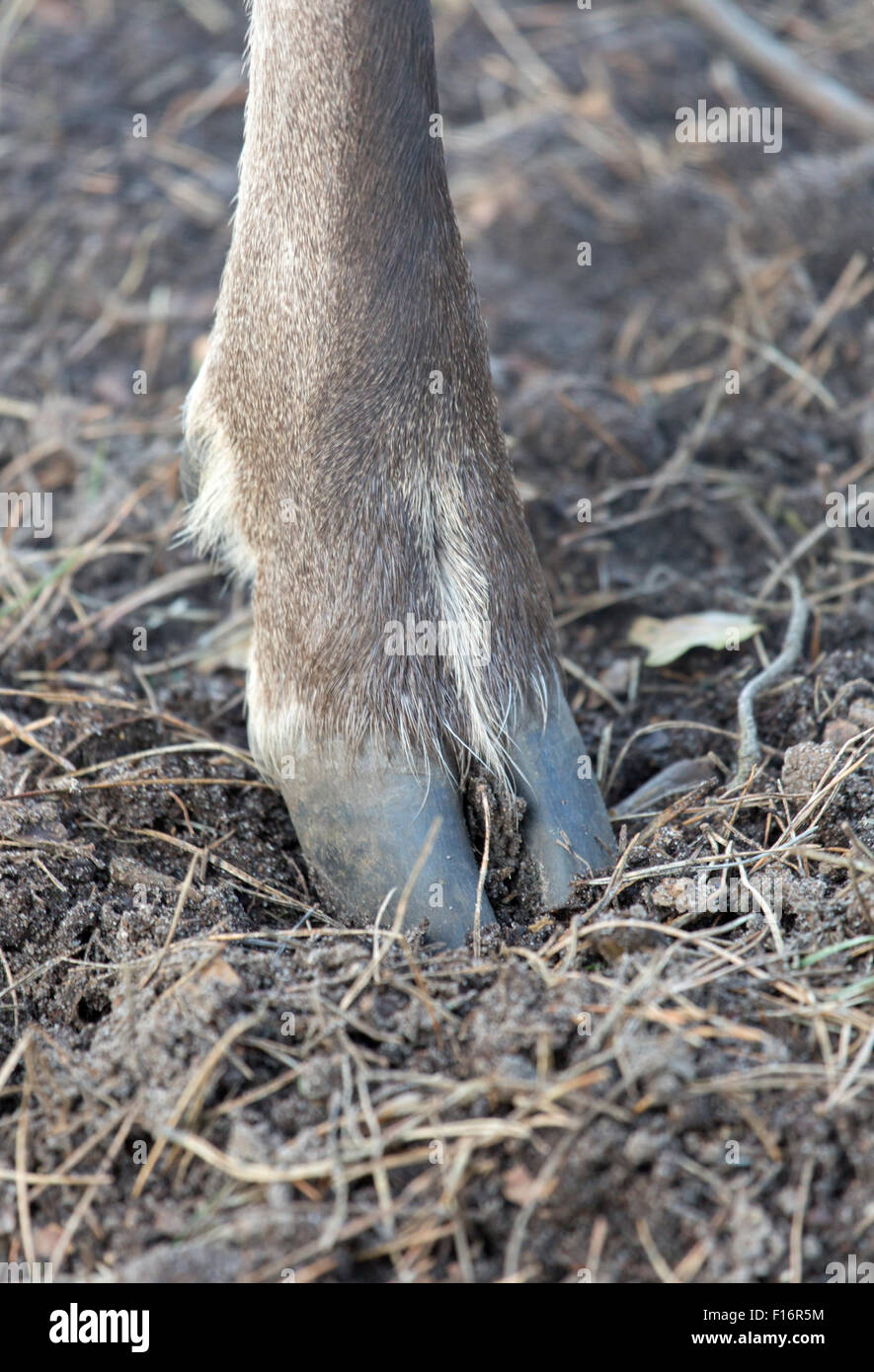 Deer Hoof High Resolution Stock Photography and Images - Alamy