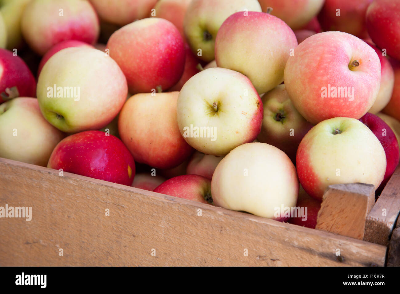 Box full of fine ripe apples Stock Photo