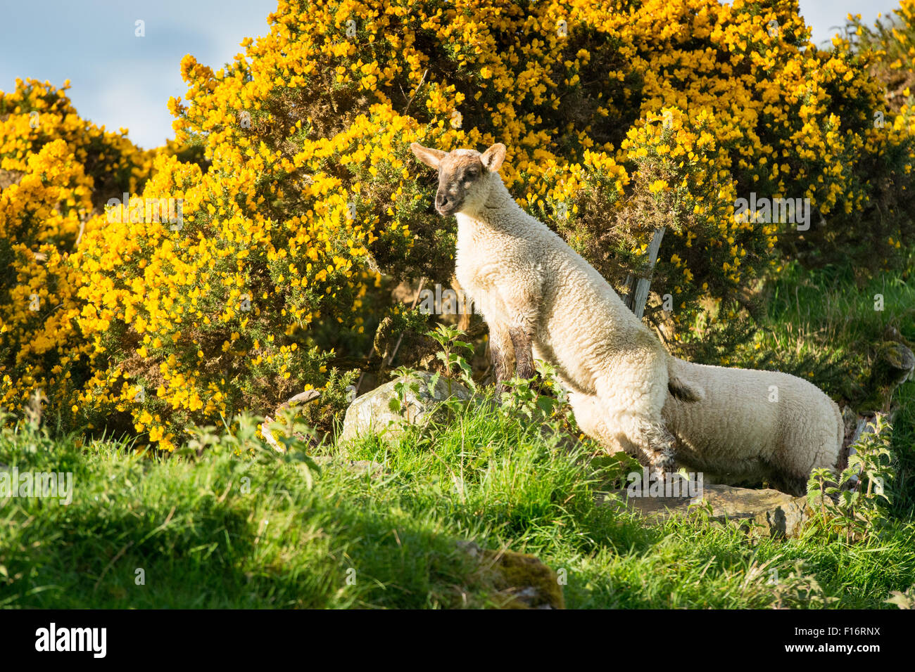 Spring Lambs against a backdrop of bright yellow gorse flowers on farm in Wicklow, Ireland Stock Photo