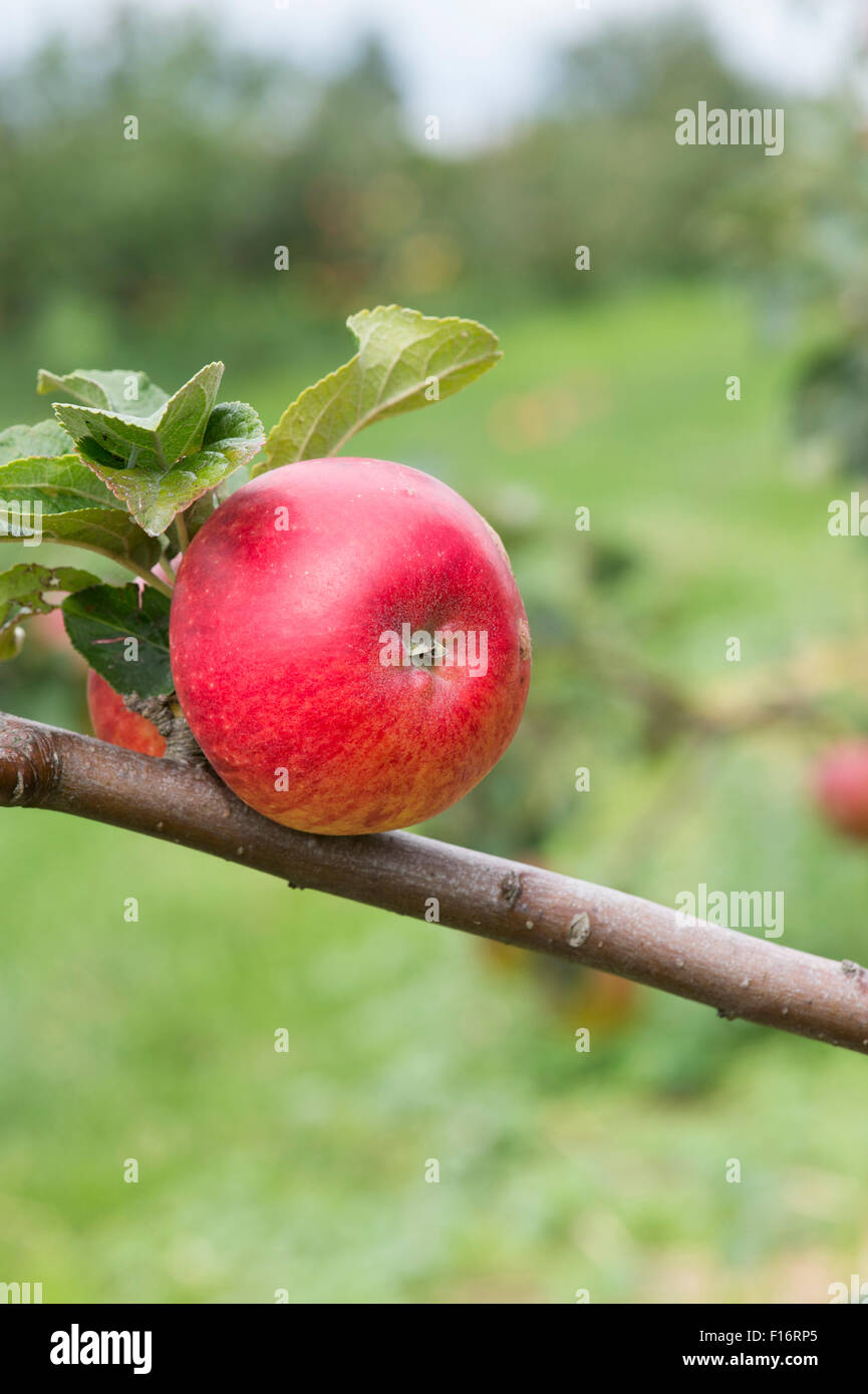 Malus domestica. Apples 'Crossens Find' on a tree Stock Photo