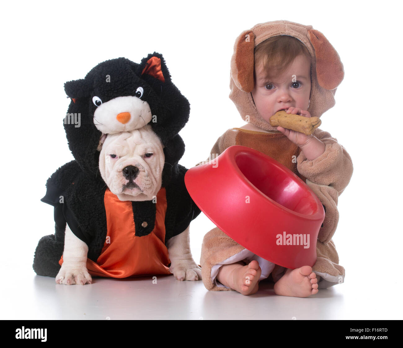 feeding confusion child dressed like a dog and dog dressed like a cat Stock Photo Alamy