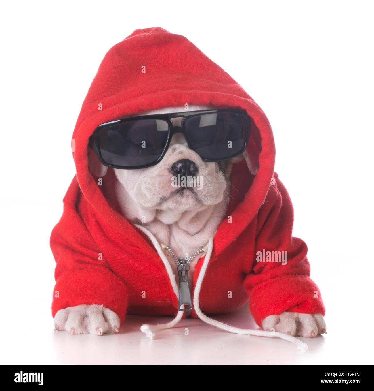 Cool puppies store