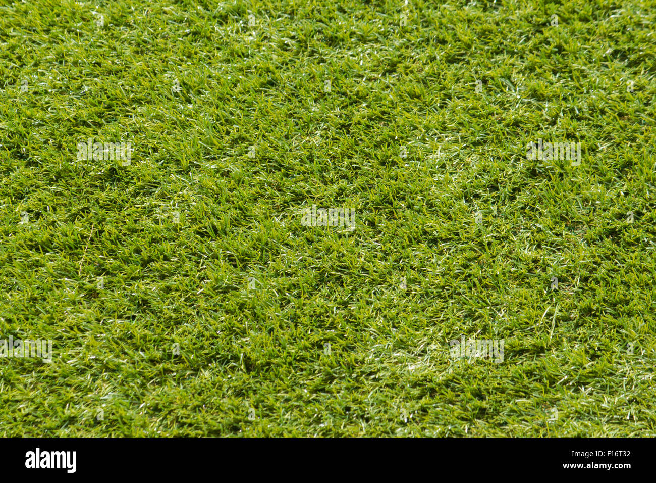 Carpet grass hi-res stock photography and images - Alamy
