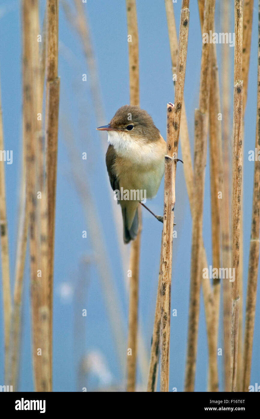 Eurasian reed warbler (Acrocephalus scirpaceus) perched in reedbed in wetland Stock Photo