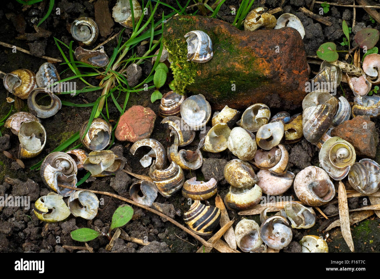 Anvil stone and broken shells of grove snails, favorite food for song thrush (Turdus philomelos