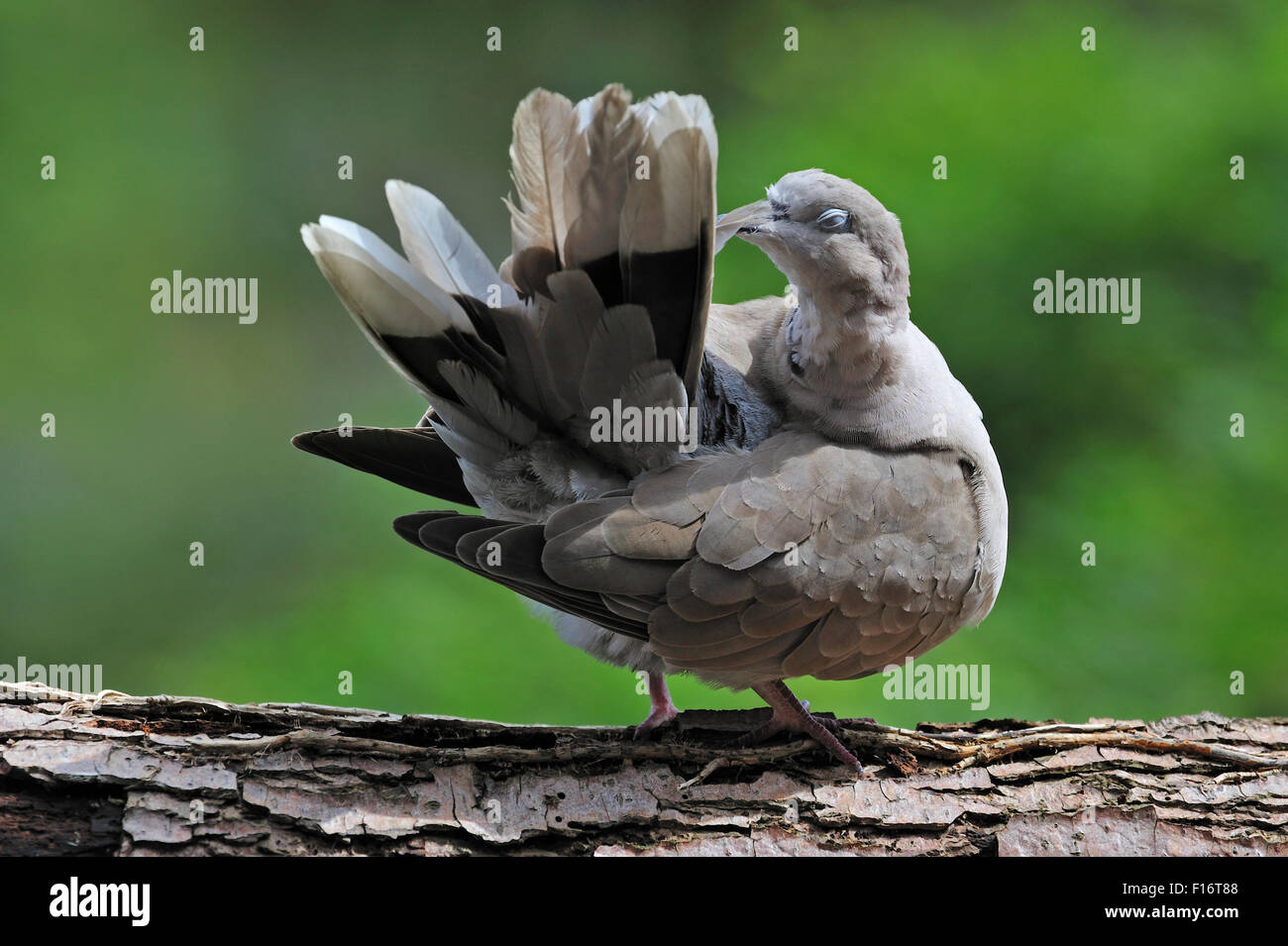 Eurasian collared dove (Streptopelia decaocto) preening its tail