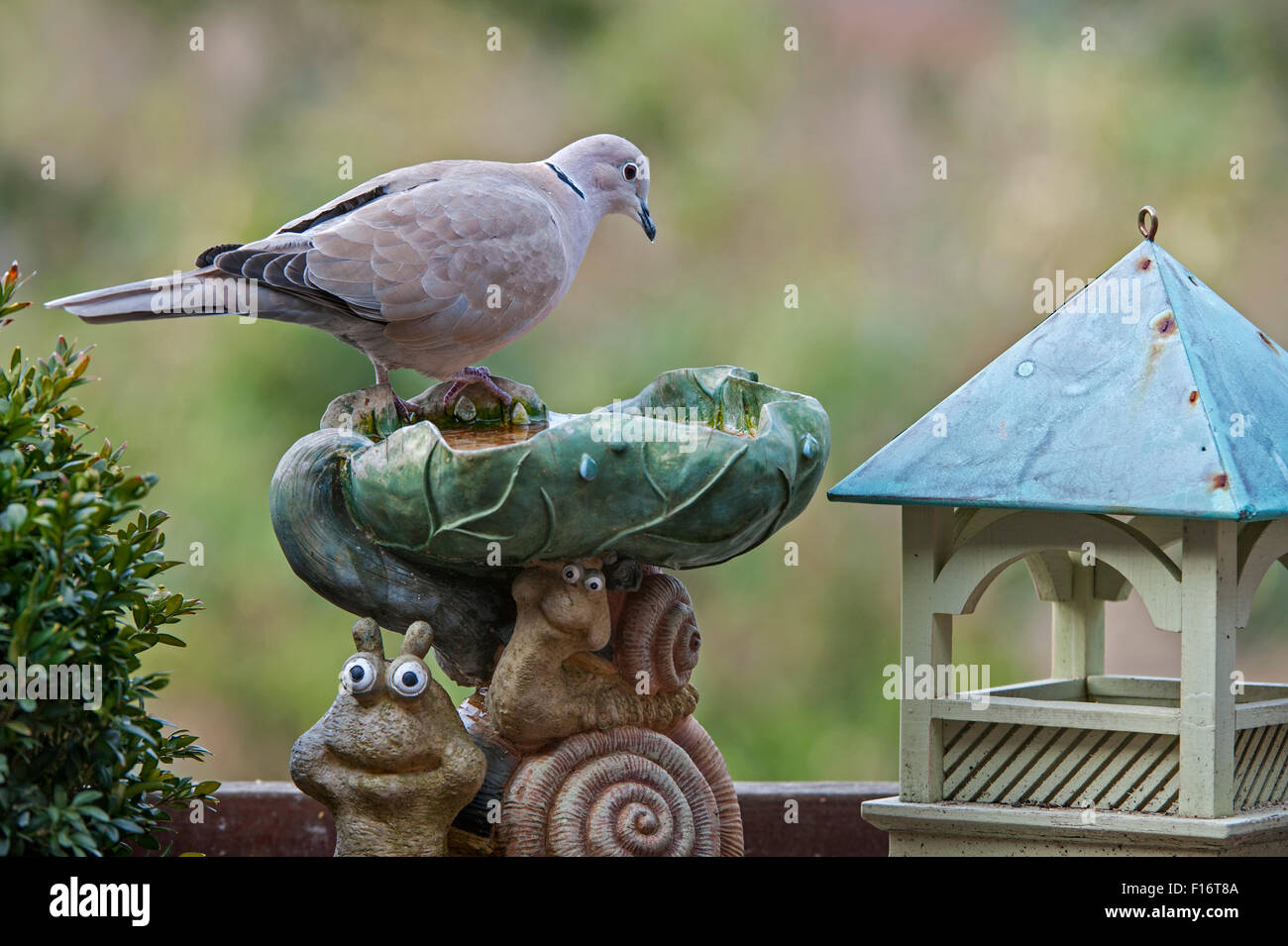 Eurasian Collared Dove (Streptopelia decaocto) drinking water from garden bird bath Stock Photo