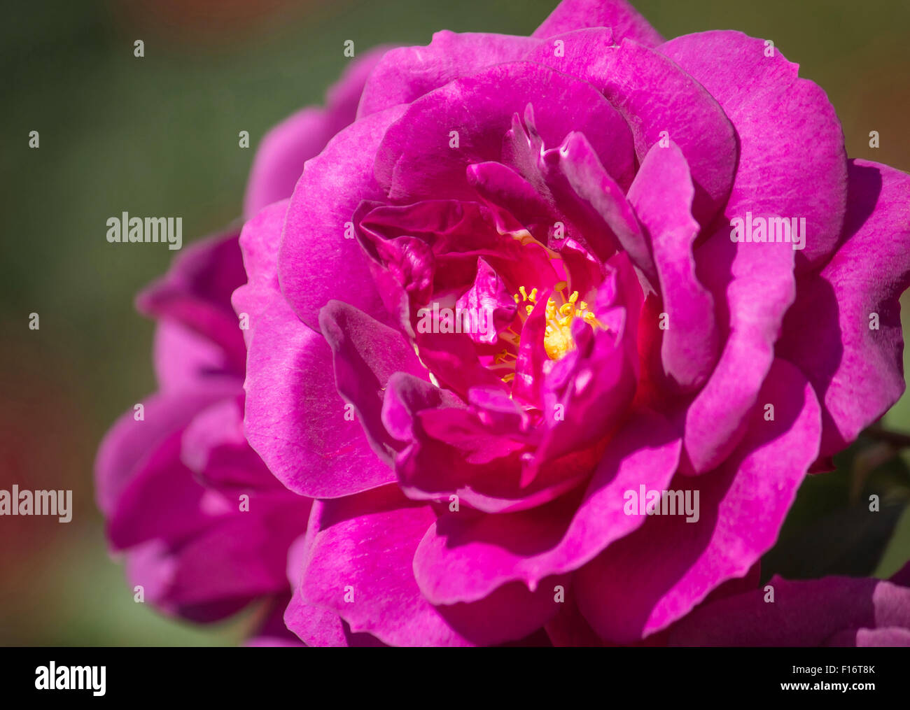 close up purple rose flower Stock Photo