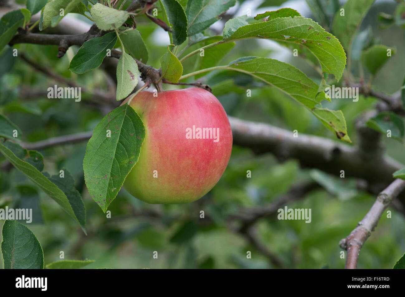 Malus domestica. Apples 'Nuvar Red Gloss' on a tree Stock Photo