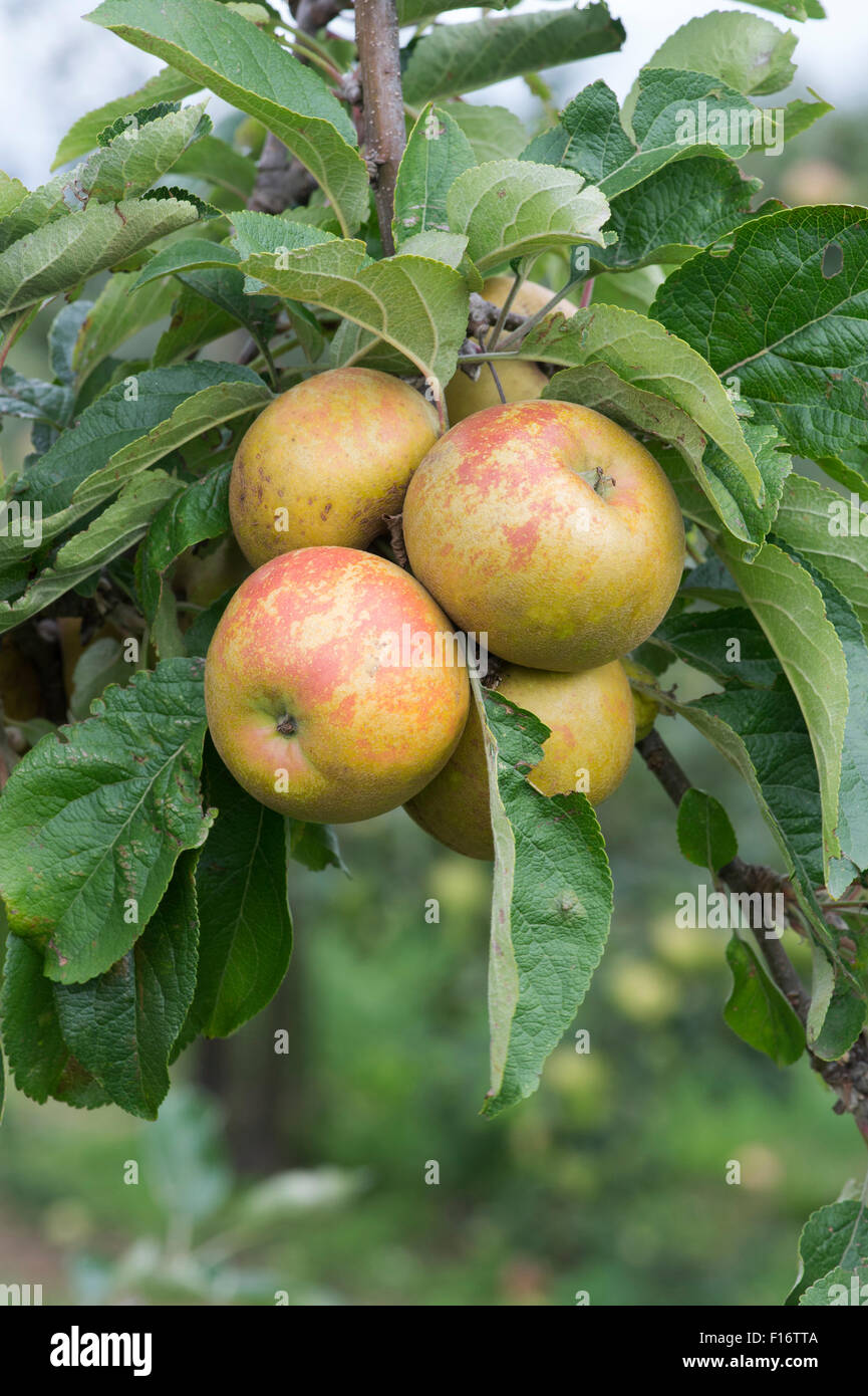 Malus domestica 'Saint Edmunds Pippin' Apples on the tree Stock Photo