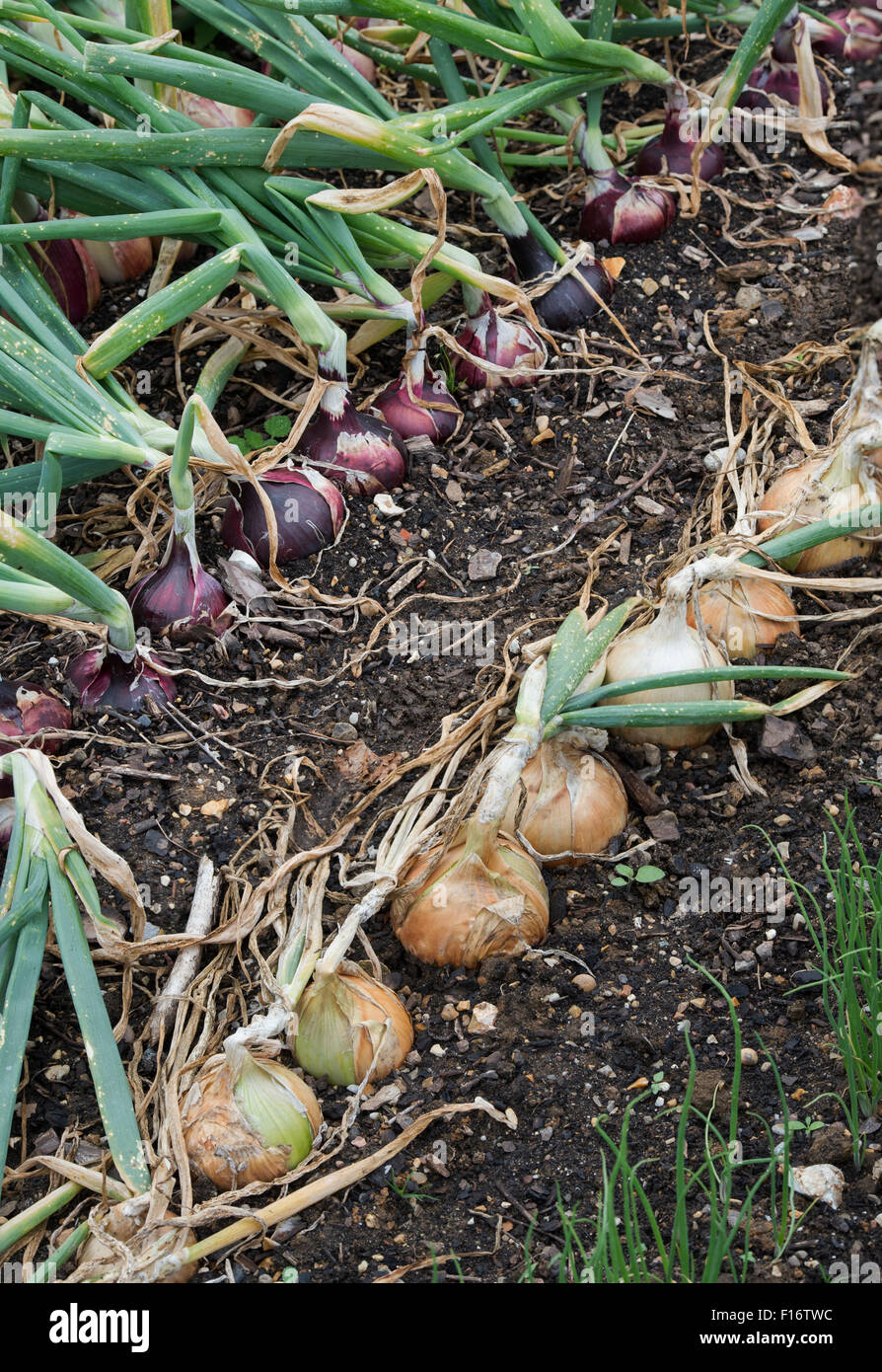 Allium cepa. Onion 'Sturon'  and 'Red Baron' in a vegetable patch Stock Photo