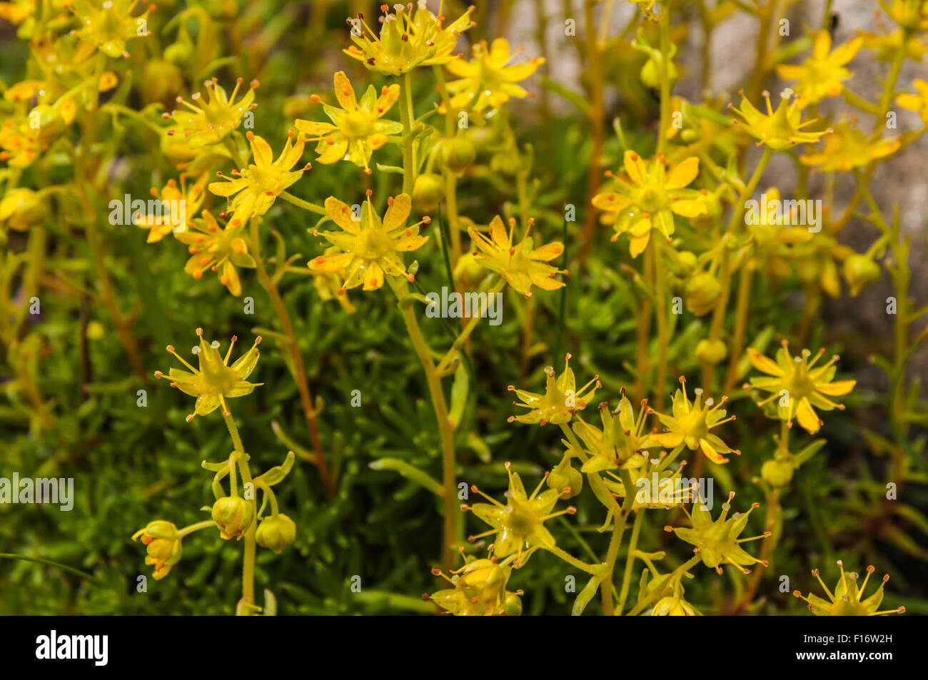 Bog or Marsh Saxifrage, Saxifraga hirculus, growing wild in Strath of Appin, Perth and Kinross, Scotland. Rare in the UK Stock Photo