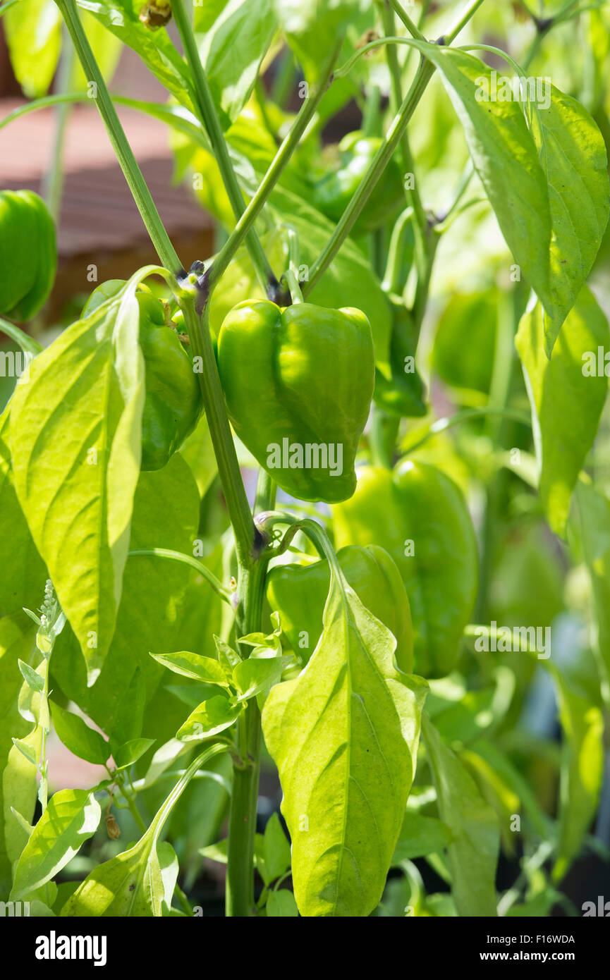 Capsicum annum. Pepper 'Sweet California Wonder' growing on the plant in a greenhouse Stock Photo
