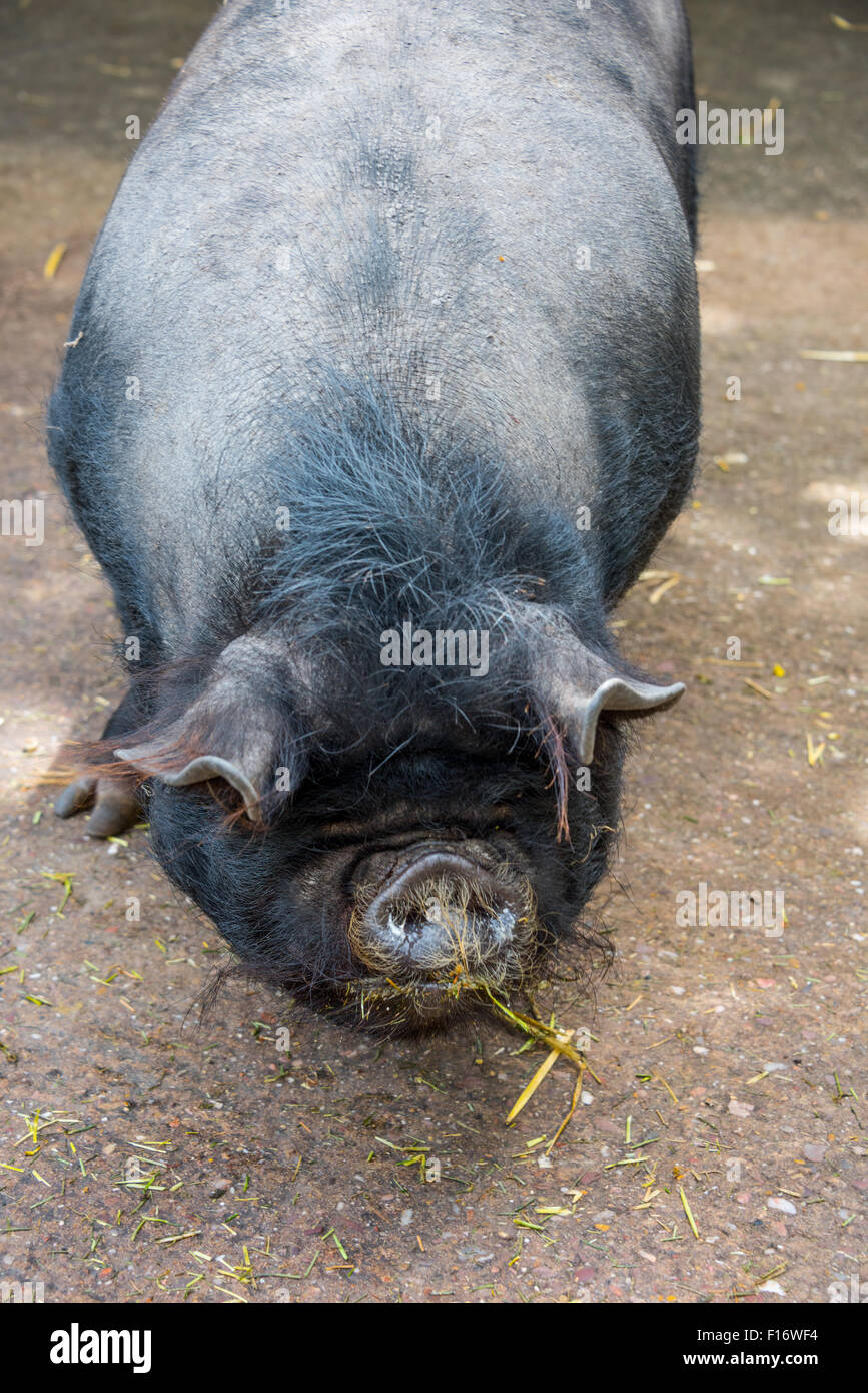 A Large black pig at Birmingham Wildlife Conservation Park Birmingham