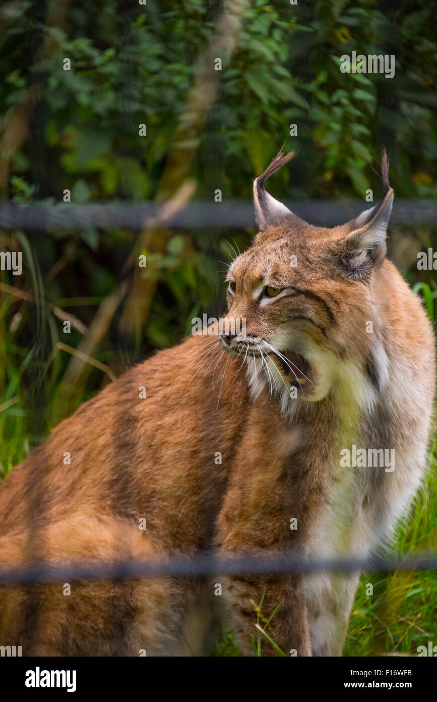 A Eurasian lynx at Birmingham Wildlife Conservation Park Birmingham UK
