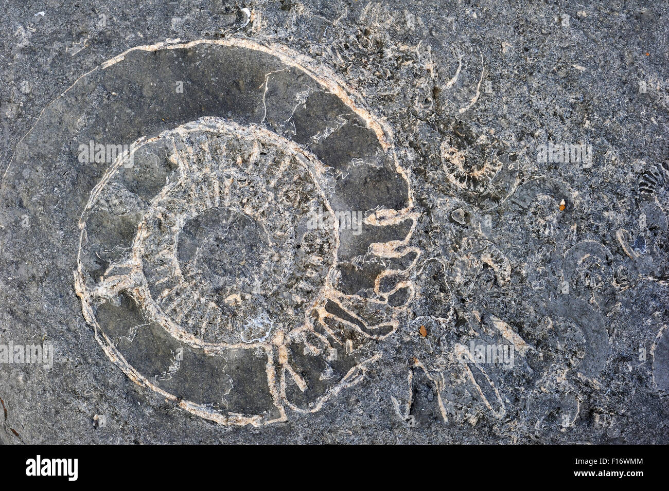 Ammonite fossils embedded in rock on beach at Pinhay Bay near Lyme Regis along the Jurassic Coast, Dorset, southern England, UK Stock Photo