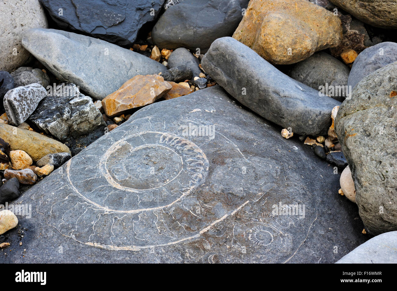 Large ammonite fossil embedded in rock on beach at Pinhay Bay near Lyme Regis along the Jurassic Coast, Dorset, southern England Stock Photo