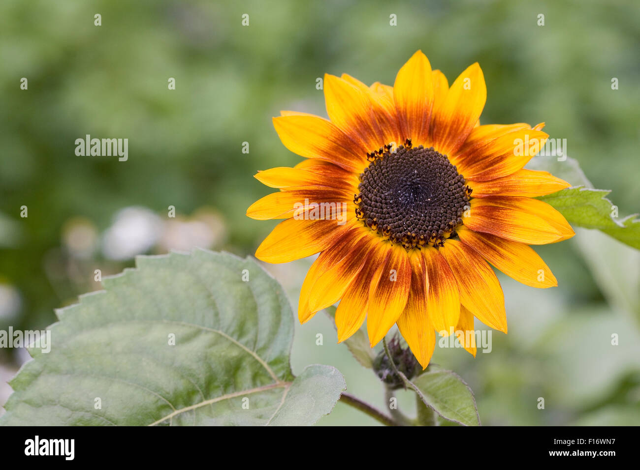 Helianthus annuus. Sunflowers in the garden. Stock Photo