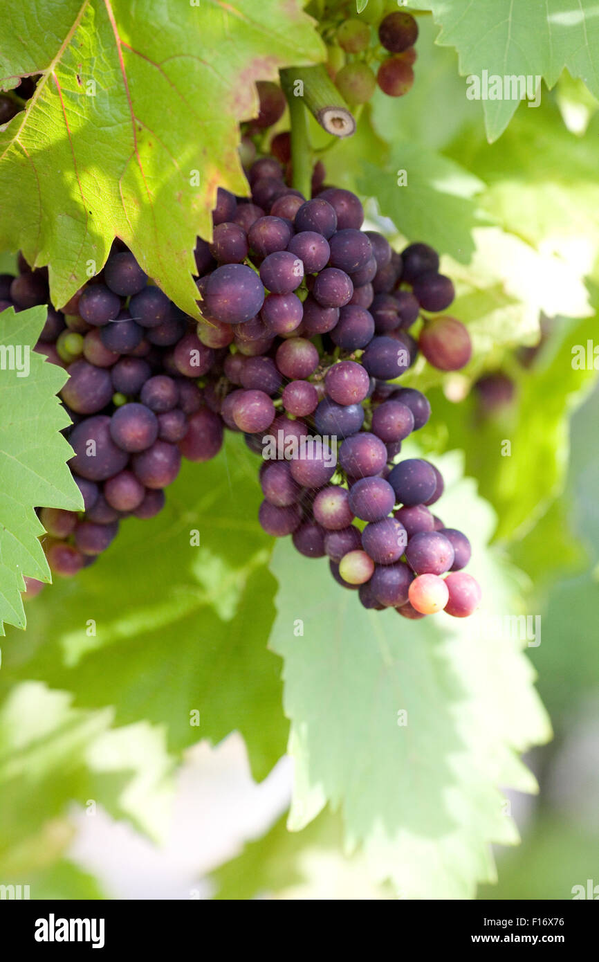 Grapes on a vine  Vitis vinifera Stock Photo