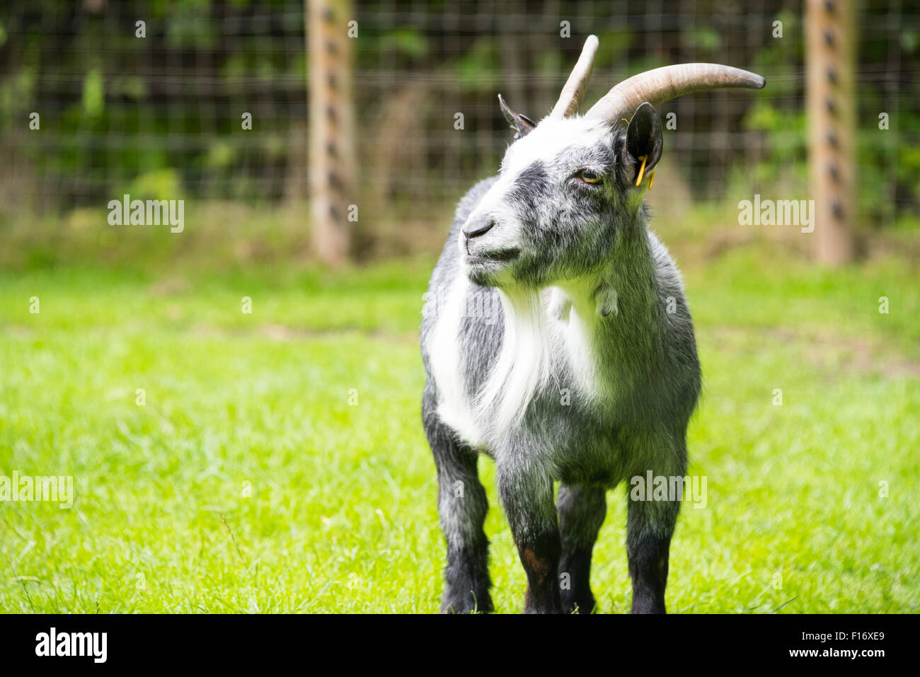 A pygmy goat Capra aegagrus hircus at Birmingham Wildlife Conservation ...