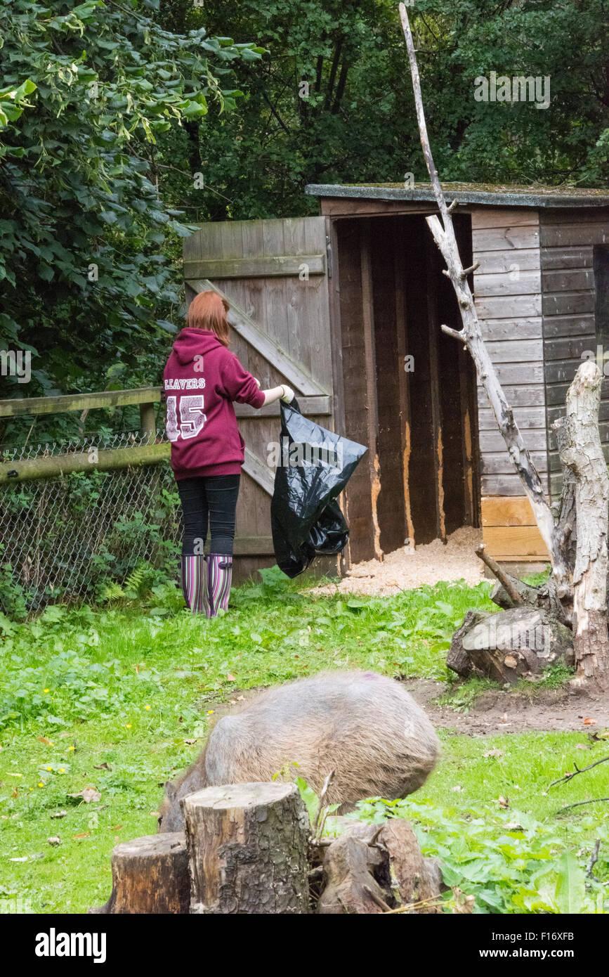 A zoo keeper cleaning out the capybara  enclosure at Birmingham Wildlife Conservation Park Birmingham UK Stock Photo