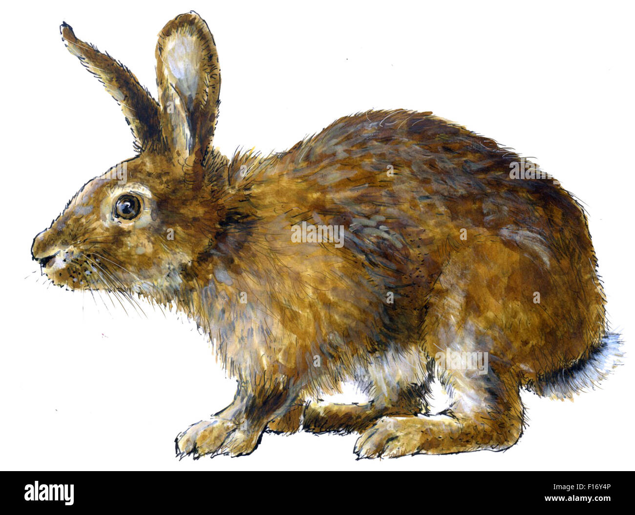 a burrowing, gregarious, plant-eating mammal with long ears, long hind legs, and a short tail Stock Photo