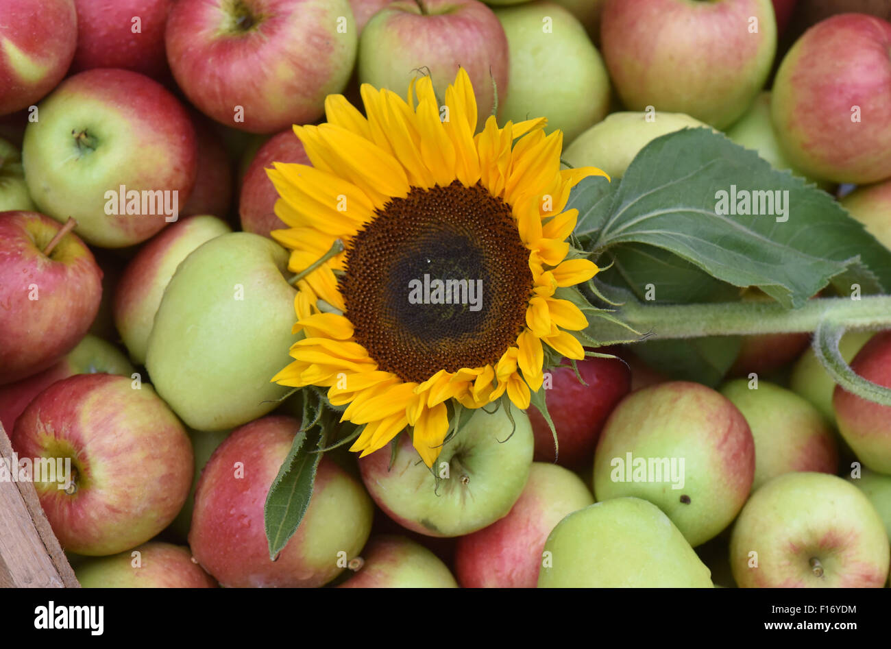 A sunflower lies on the firstof this season's apples in Kreischa, Germany, 28 August 2015. An average apple harvest of around 89,000 tons is expected in Saxony this year. Photo: Matthias Hiekel/ZB Stock Photo