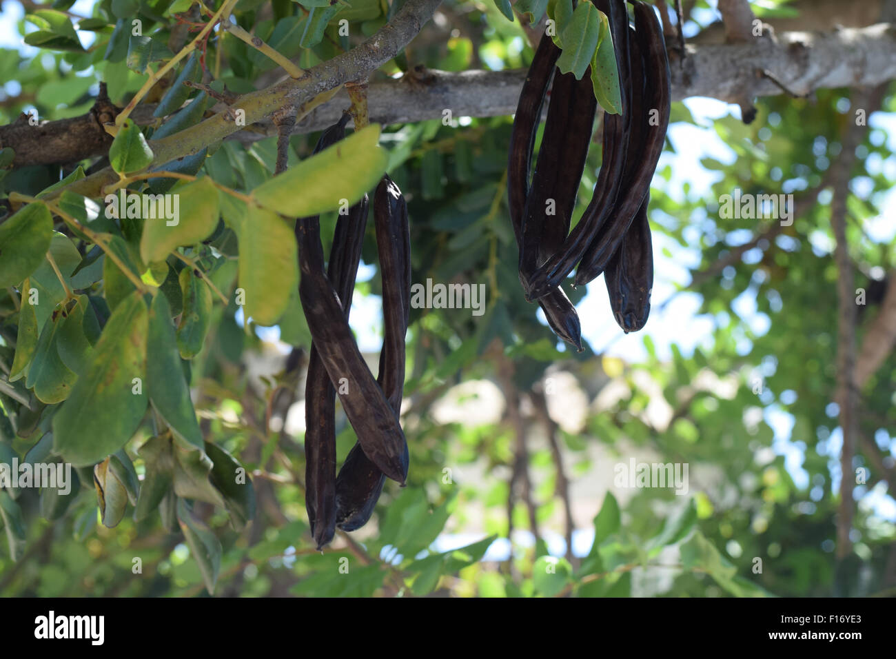Carob hanging on the tree Stock Photo Alamy