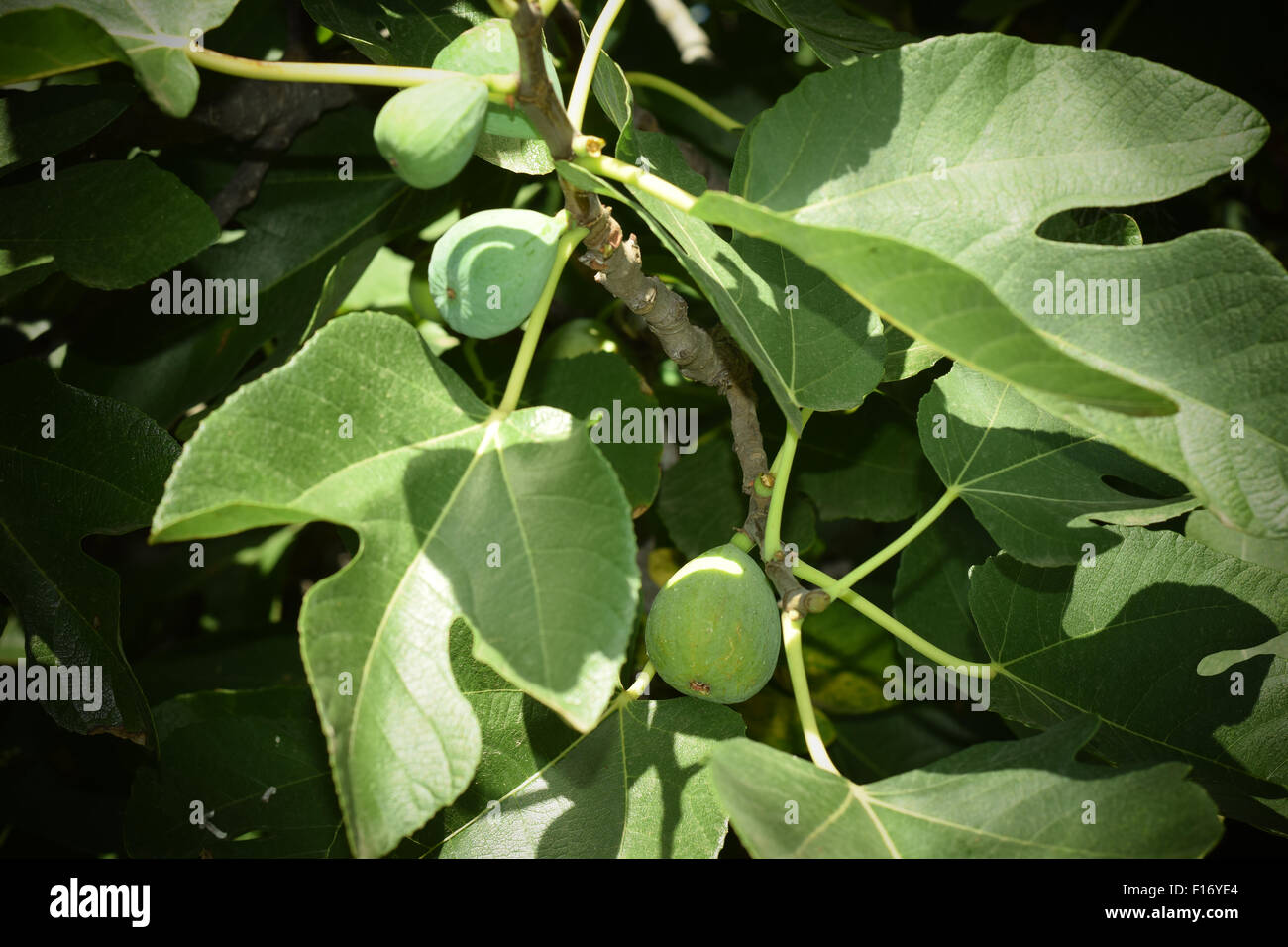 three ripe green figs on a fig tree. Stock Photo
