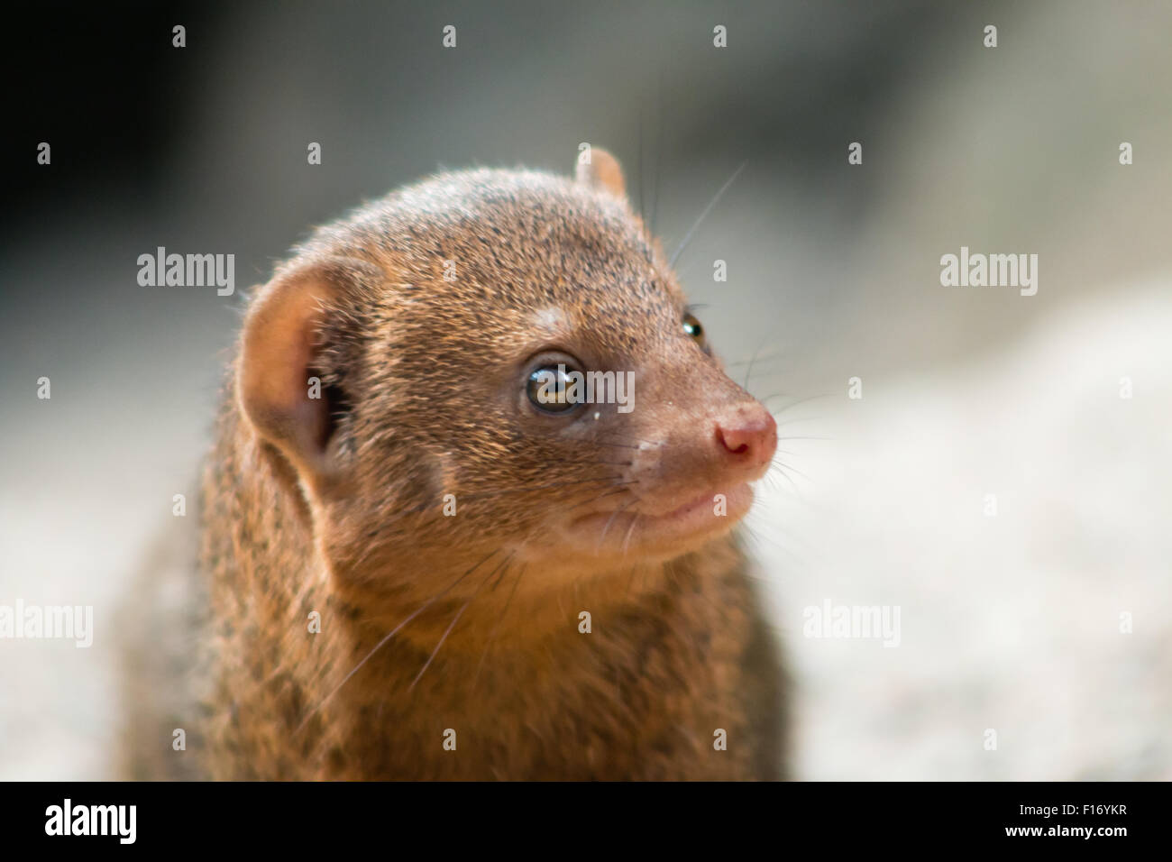 Common Dwarf Mongoose (Helogale parvula), a small African carnivore. Close-up. Stock Photo
