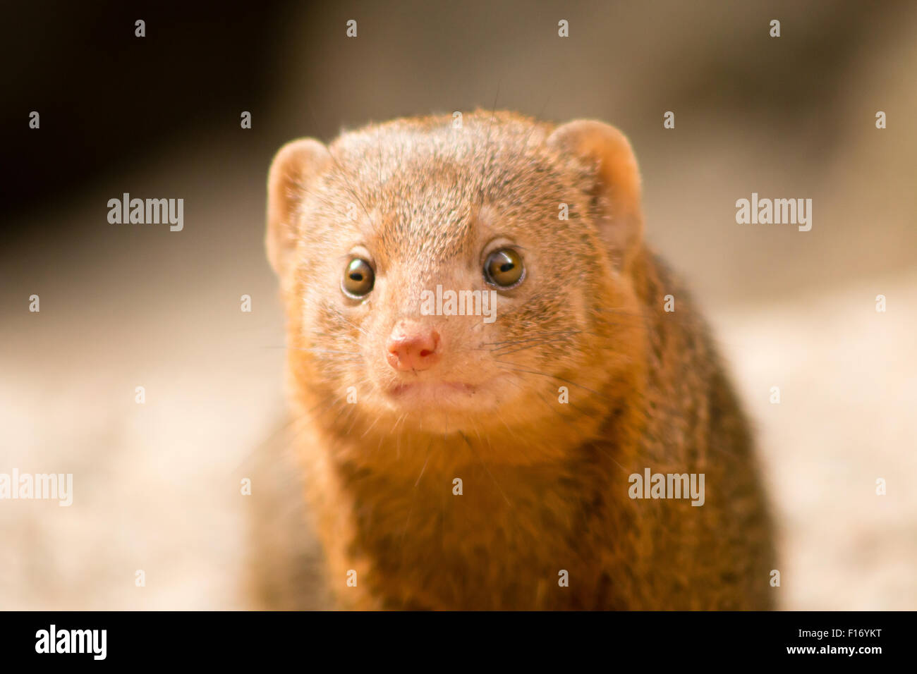 Common Dwarf Mongoose (Helogale parvula), a small African carnivore. Close-up. Stock Photo