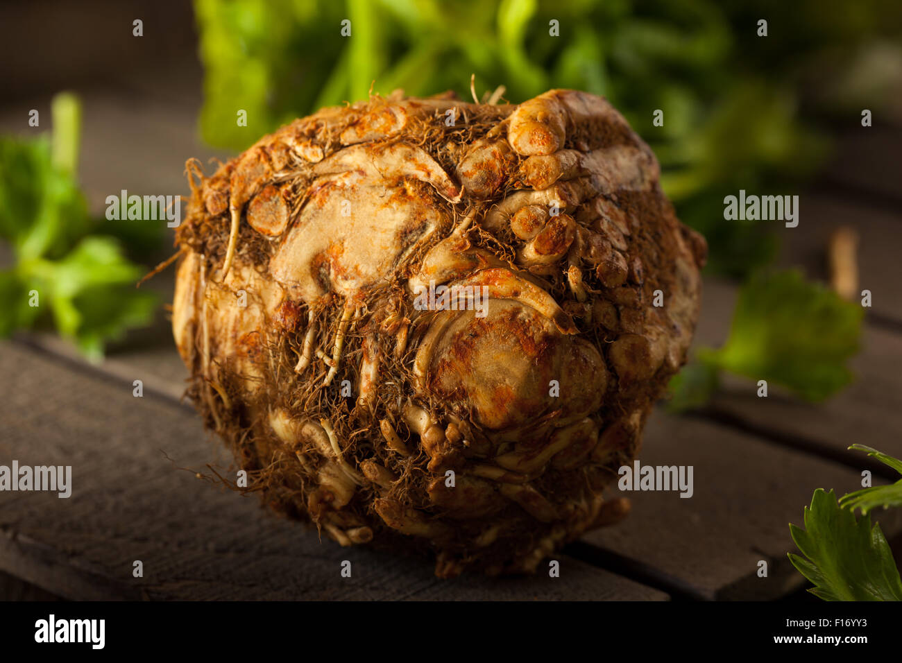 Raw Organic Celery Root Ready to Cut Stock Photo Alamy