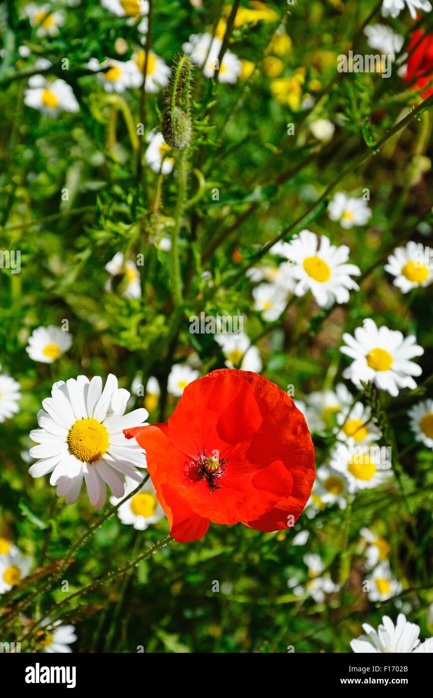 Red poppy and white daisies. Stock Photo
