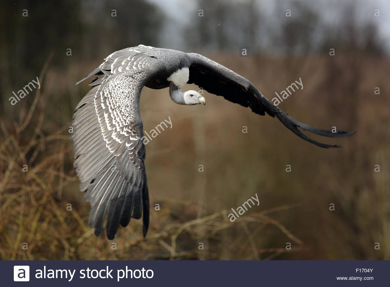Ruppells Griffon Vulture Stock Photos & Ruppells Griffon Vulture Stock Images Alamy