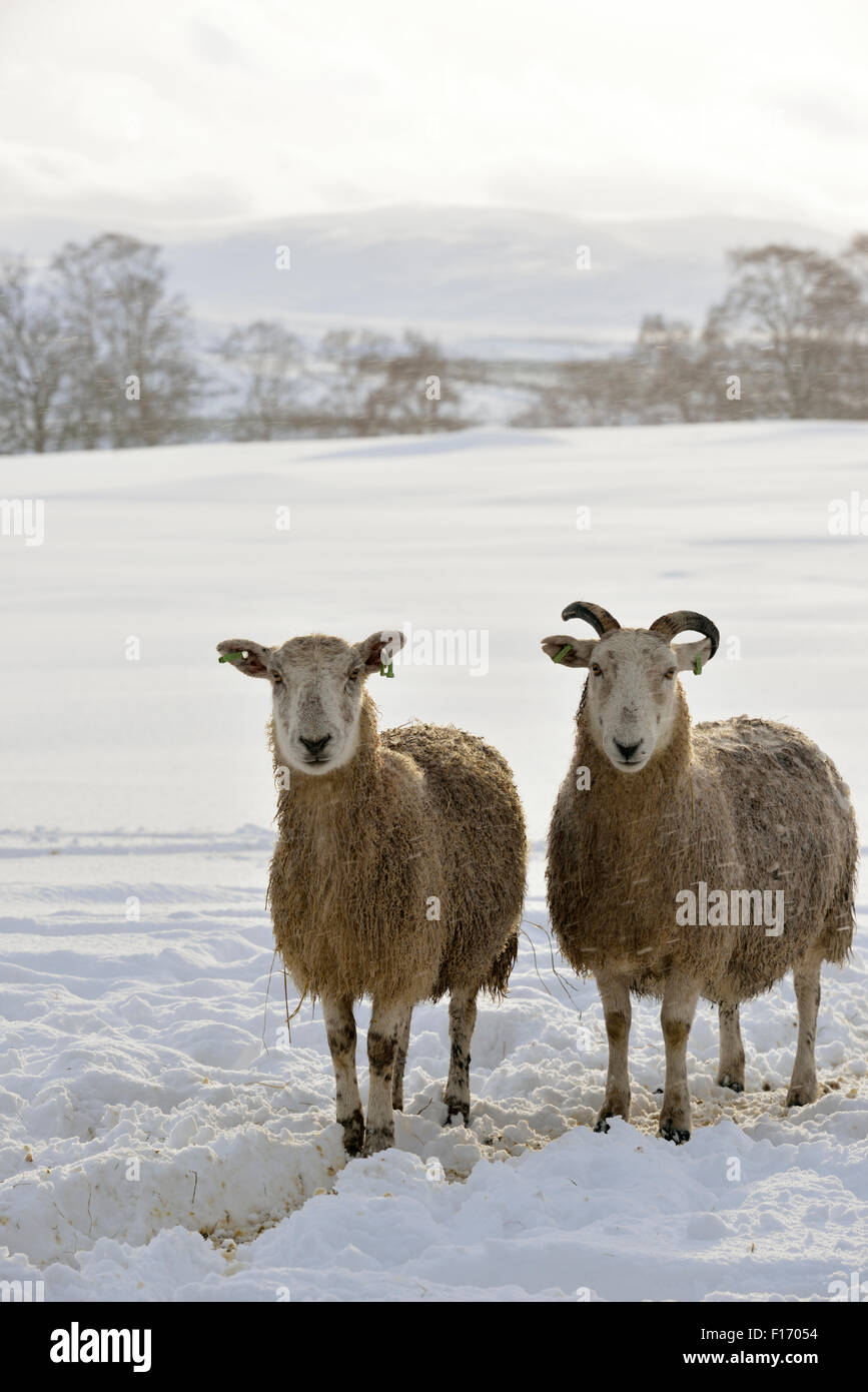 Sheep (Ovis aries) UK Stock Photo
