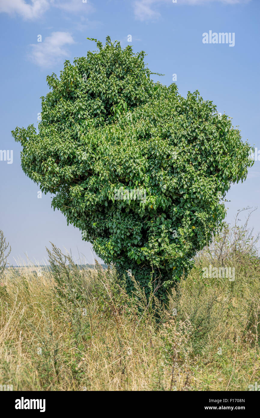 Old tree trunk completely coverd with ivy Hedera helix Stock Photo