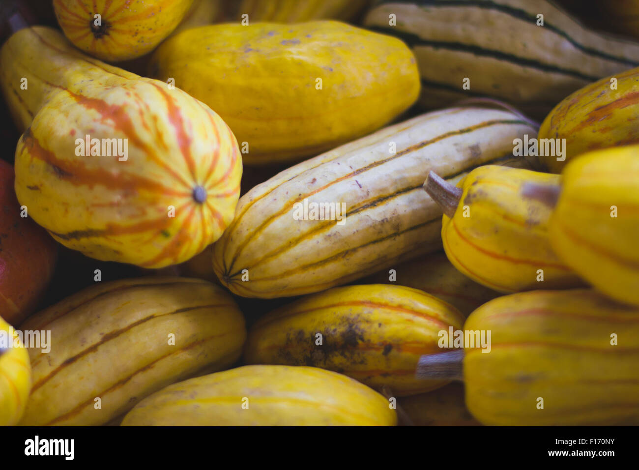 Farmer's market delicata squash Stock Photo