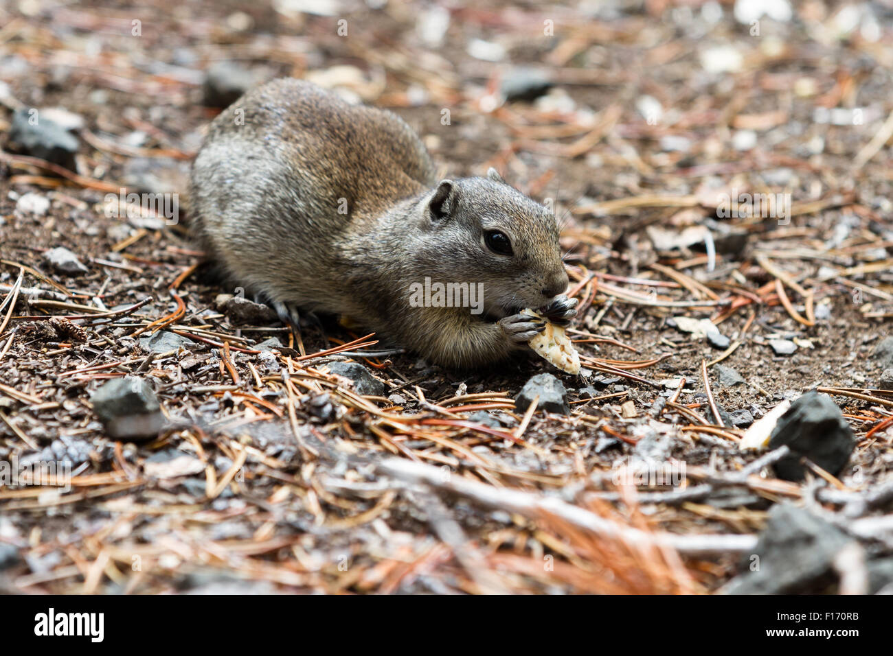 Oregon gray squirrel hires stock photography and images Alamy