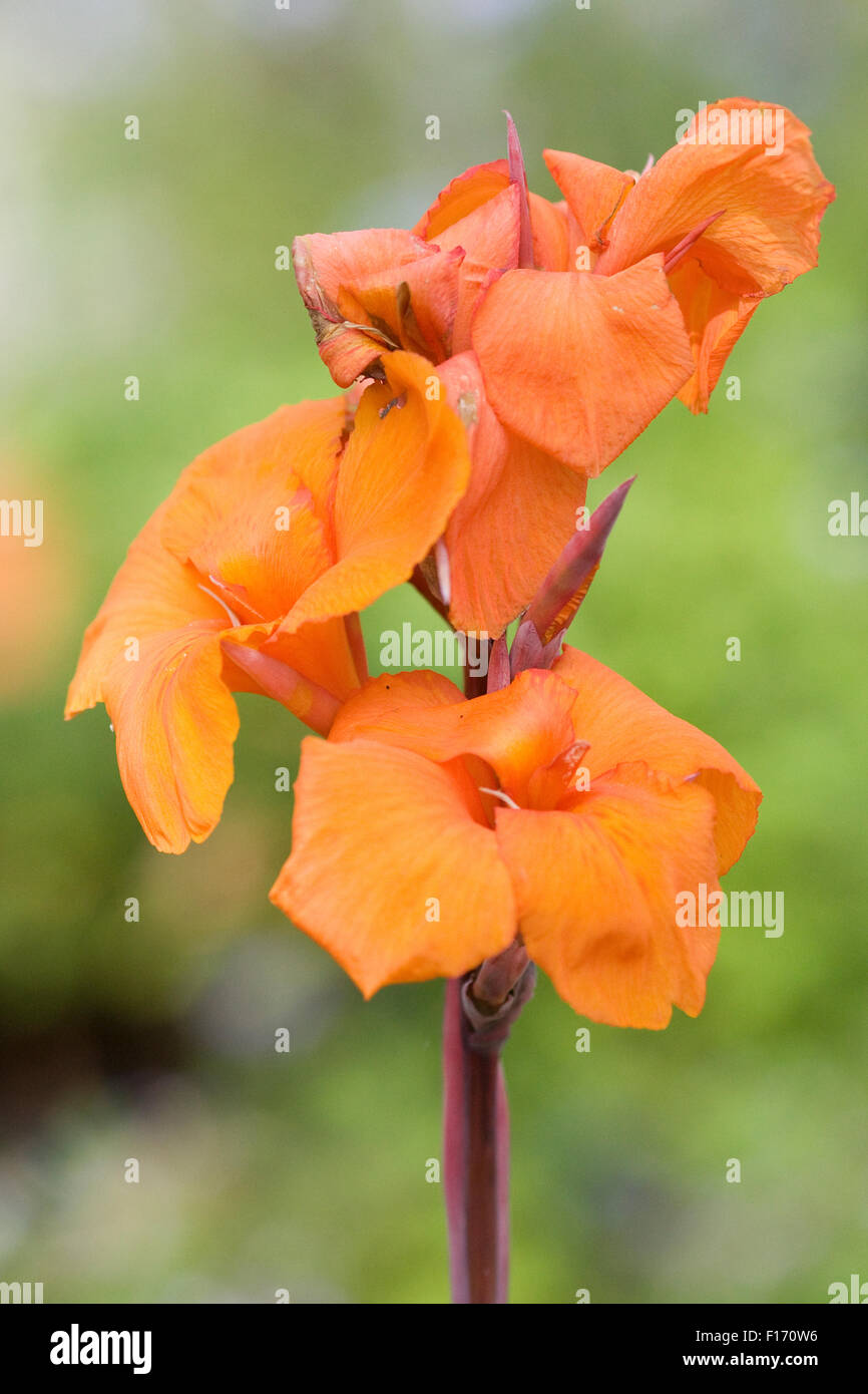 Canna lily 'Orange Punch' flower Stock Photo