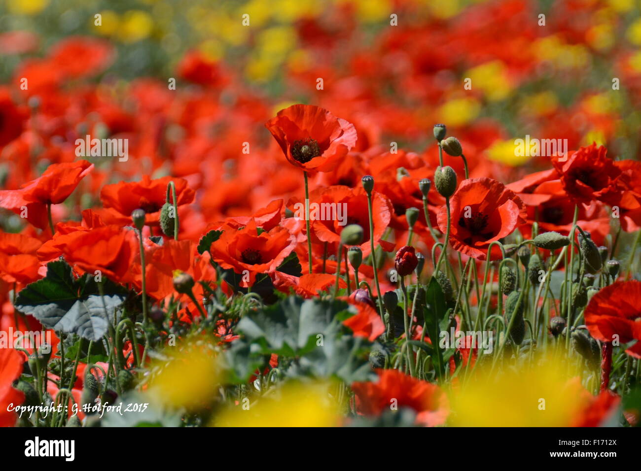 Riot Of Colour High Resolution Stock Photography and Images - Alamy