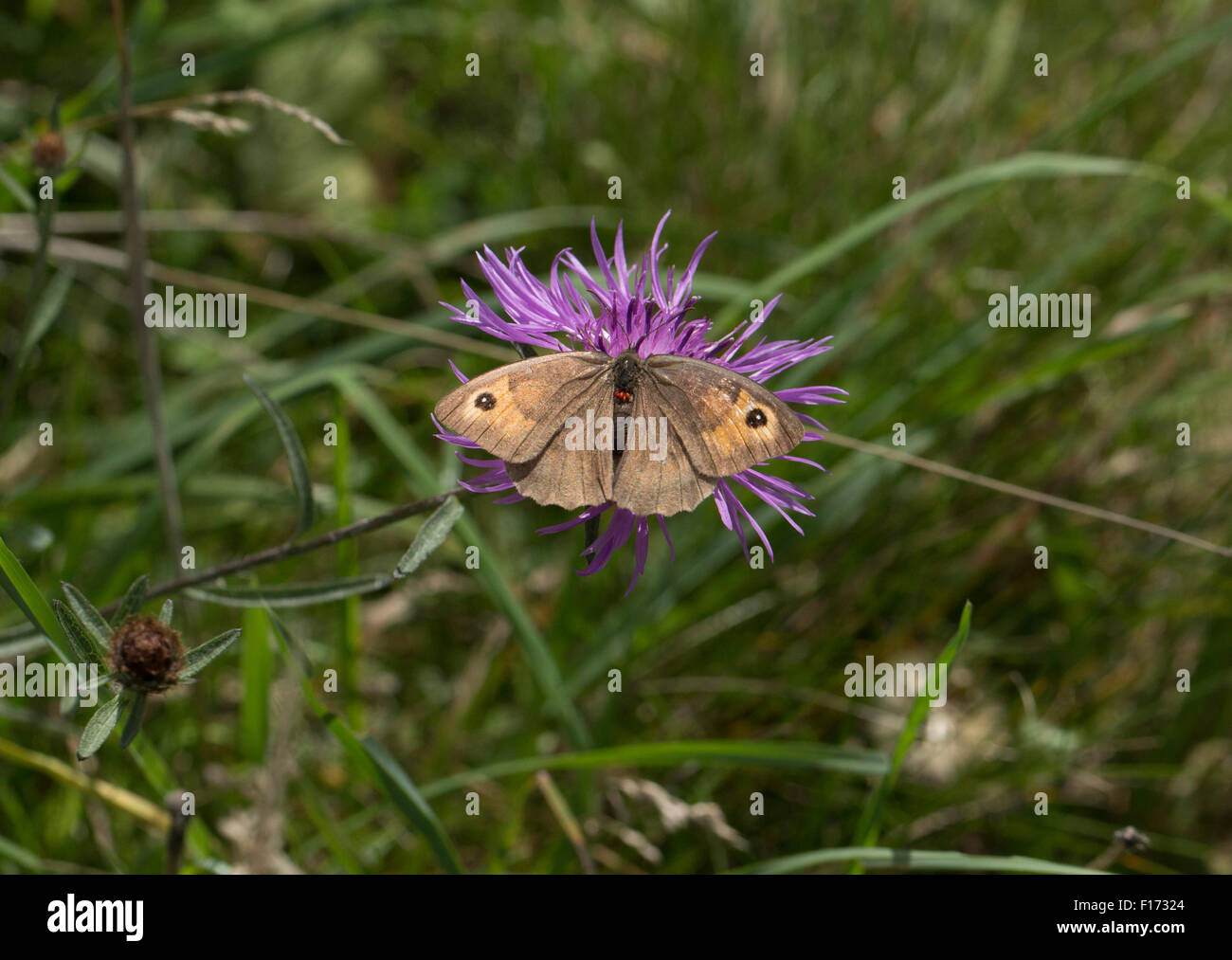 Meadow Brown butterfly on knapweed Stock Photo