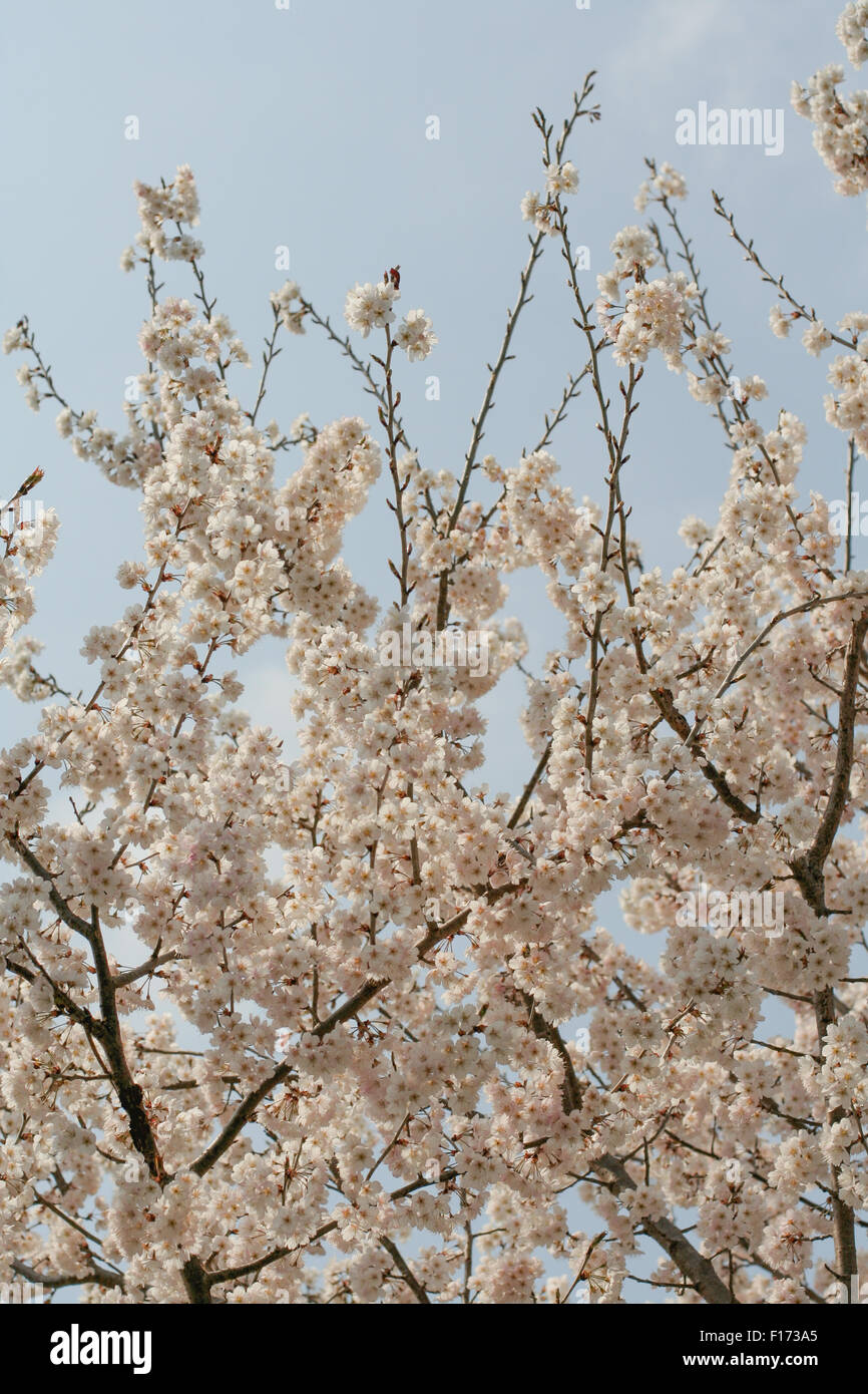Sakura cherry blossoms in bloom with blue sky portrait Stock Photo - Alamy