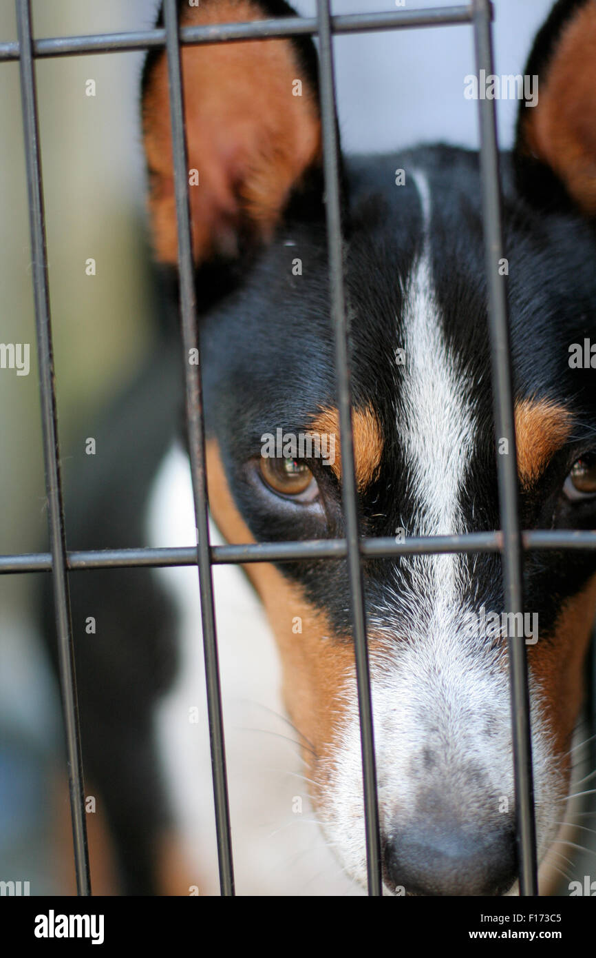 Cage vector hires stock photography and images Alamy