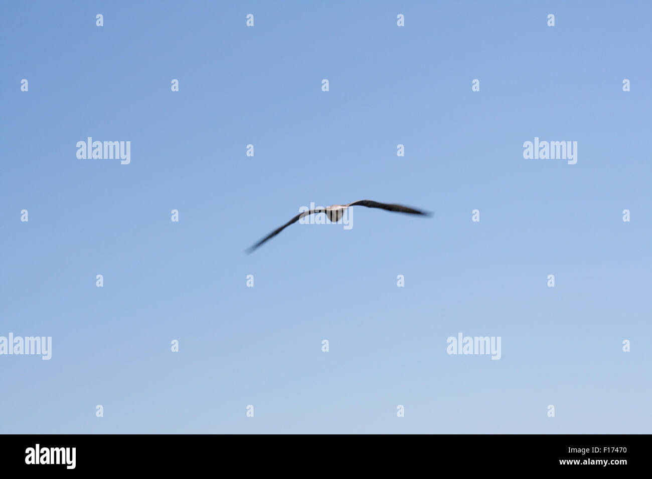 Seagull flying away into the blue sky Stock Photo